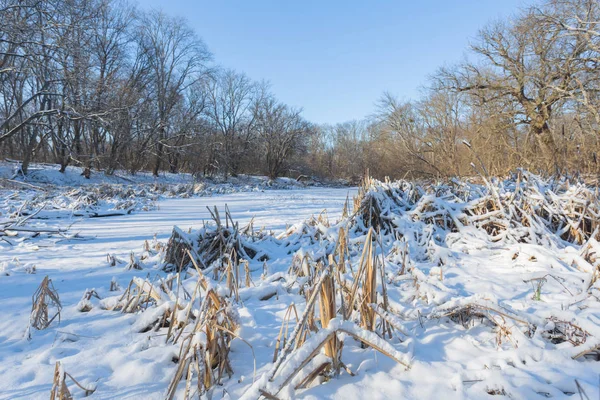 雪の中の美しい冬の森屋外シーン — ストック写真