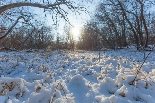 Bosque Invierno Cubierto Por Una Nieve Luz Del Sol — Foto de Stock
