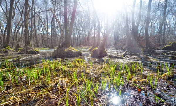 Bosque Inundado Una Luz Sol Fondo Primavera Aire Libre — Foto de Stock