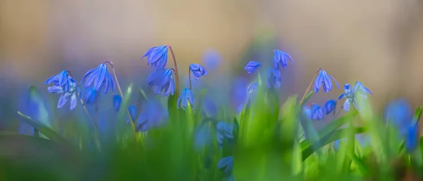 Detailní Modrý Pramen Scilla Květiny Lese Venkovní Jaro Panoramatické Pozadí — Stock fotografie