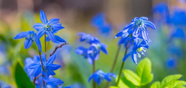 Close Blauwe Lente Scilla Bloemen Een Bos Outdoor Lente Panoramische — Stockfoto