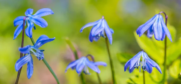 Close Blauwe Lente Scilla Bloemen Een Bos Outdoor Lente Panoramische — Stockfoto