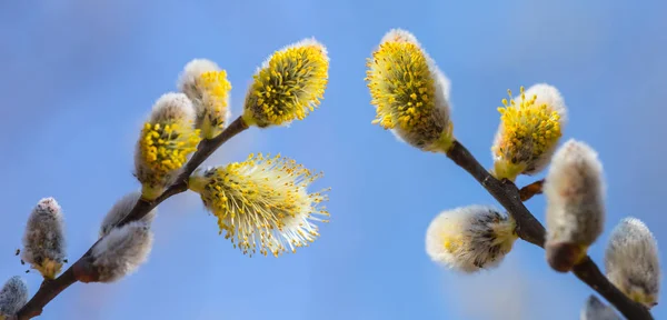 Cabang Pohon Closeup Dalam Bunga Latar Belakang Musim Semi Outdoor — Stok Foto