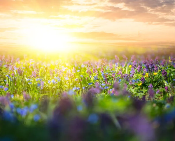 Campo Com Flores Silvestres Pôr Sol Fundo Primavera Livre — Fotografia de Stock