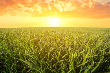 Güzel yeşil kırsal alan dramatik günbatımı, akşam kırsal arka plan