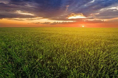Güzel yeşil kırsal alan dramatik günbatımı, akşam kırsal arka plan