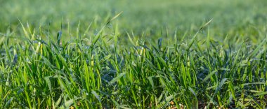 yeşil ilkbahar kırsal alan sahnesi 