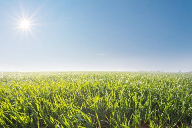 Kırsal alan manzarası, parlayan güneşin altındaki yeşil alan.