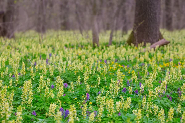 Primer Plano Bosque Glade Cubierto Por Salvaje Flores Agradable Aire —  Fotos de Stock