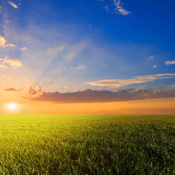 Mooi Groen Landelijk Veld Bij Dramatische Zonsondergang Avond Platteland Achtergrond — Stockfoto