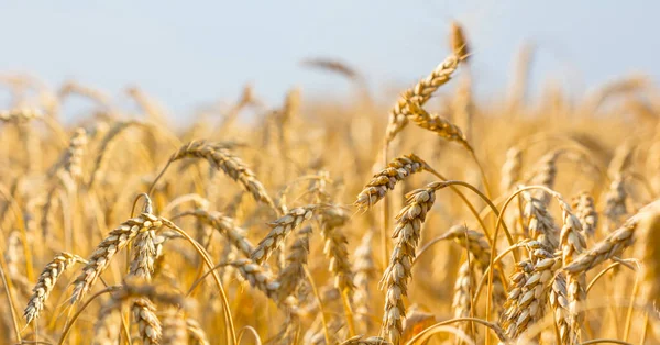 Красивое Летнее Пшеничное Поле Голубым Небом Сельскохозяйственный Фон — стоковое фото