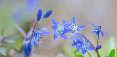Ormanda, Scilla 'nın arka planında, mavi bahar kar damlası yığını.