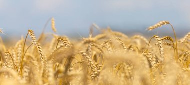 Güzel bir yaz buğday tarlası mavi gökyüzünün altında, tarımsal arka plan