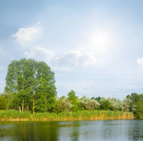 Маленькое Озеро Деревом Берегу Ярким Солнцем Летняя Открытая Сцена — стоковое фото