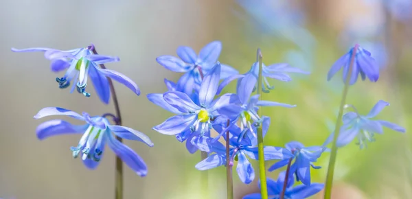 Closeup Heap Blue Spring Snowdrop Forest Outdoor Scilla Background — Stock Photo, Image