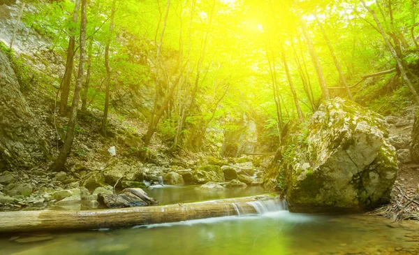 Liten Flod Rusar Genom Bergskanjonen Utomhus Djurliv Bakgrund — Stockfoto