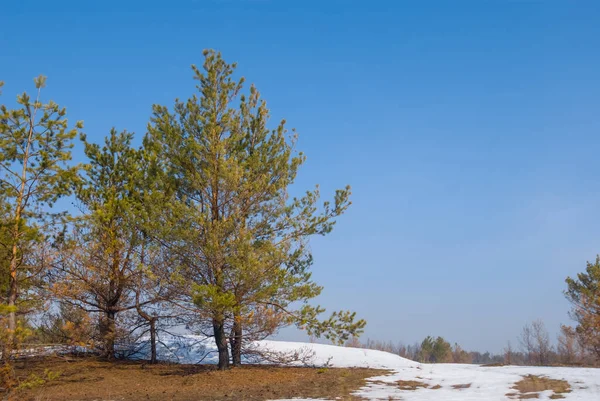 Leśna Polana Topniejącym Śniegu Wczesna Wiosenna Scena Plenerowa — Zdjęcie stockowe