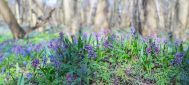 güzel bahar orman glade çiçekli