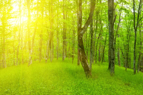 Schöne Grüne Waldlichtung Licht Der Sonne Freien Frühling Hintergrund — Stockfoto