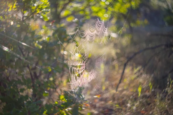 Closeup Spider Web Early Morning — Stock Photo, Image