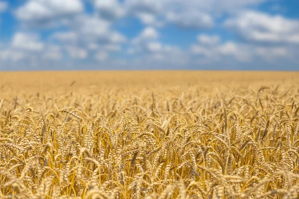 Schönes Sommerweizenfeld Unter Bewölktem Himmel Landwirtschaftlicher Hintergrund — Stockfoto