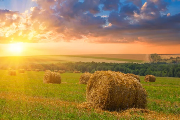 Пшеничное Поле После Сбора Урожая Стогом Сена Закате Сельское Хозяйство Стоковое Фото