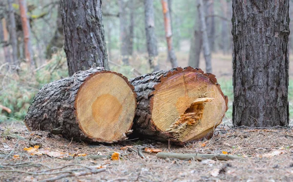 Nahaufnahme Haufen Kiefernstamm Einem Wald Freien Holz Hintergrund — Stockfoto