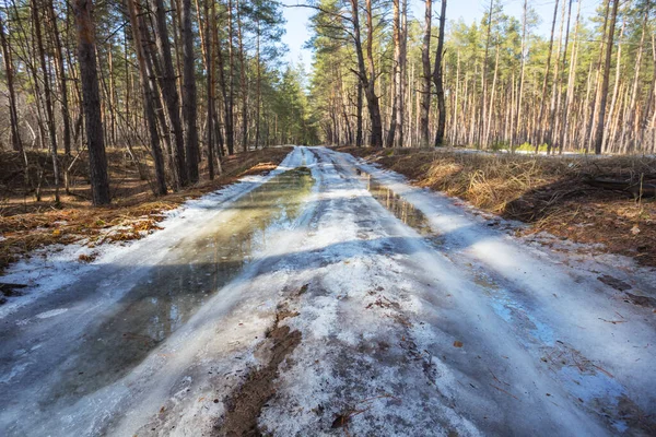 Outdoor Bos Scene Een Smeltende Sneeuw Vroege Lente Bos Scene — Stockfoto