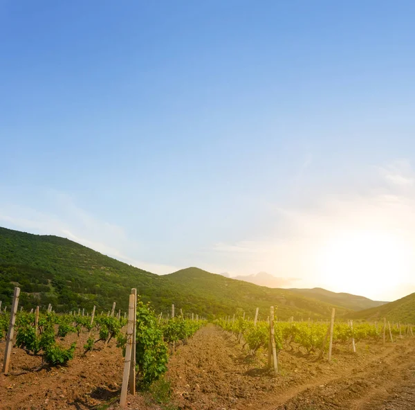 Kebun Anggur Sebuah Lembah Pegunungan Saat Matahari Terbenam Daerah Pertanian — Stok Foto
