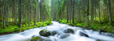 Nehir yeşil çam ormanlarından akıyor.