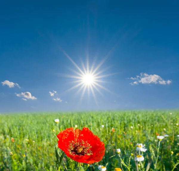 Closeup Red Poppy Flowers Grass Sparkle Sun — Stock Photo, Image