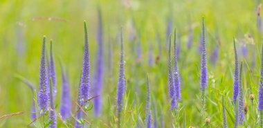 Yakın plan menekşe yabani çayır çiçekleri yeşil çimlerde, güzel arka plan
