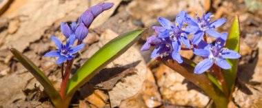 Kapalı mavi kar damlası Scilla çiçeği bir ormanda, bahar açık arka planda