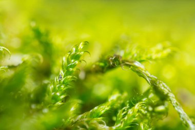 Yakın çekim yeşil yosun bitkisi, doğa mikro sahne