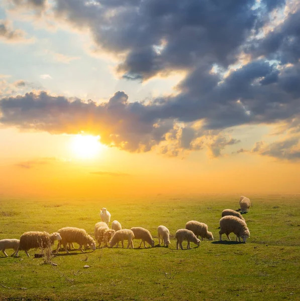 Schafherden Weiden Auf Einer Weide Bei Sonnenuntergang Landschaft Szene — Stockfoto