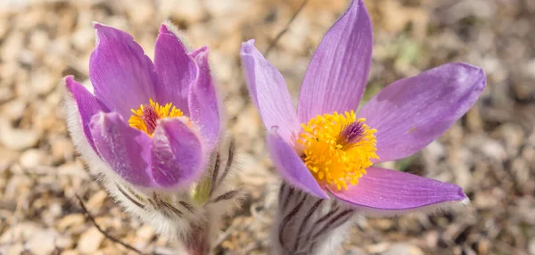 春の大自然を背景にした緑の草原の美しい花々 — ストック写真