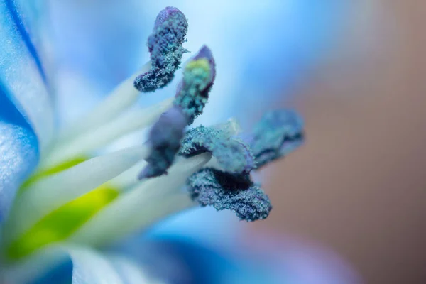 Zbliżenie Mikro Wiosna Scylla Kwiat Wiosna Natura Tło — Zdjęcie stockowe