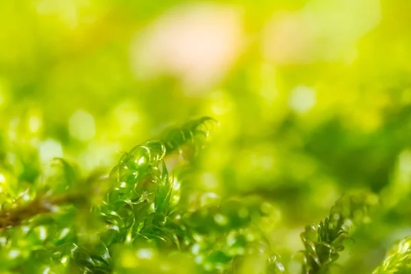 Detailní Zelený Mech Rostlina Příroda Mikro Scéna — Stock fotografie