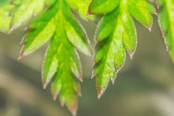 Detailní Zelené Rostlinné Listy Dobré Přírodní Pozadí — Stock fotografie