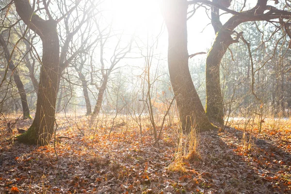 Işıl Işıl Güneş Işığında Orman Açıklığı Ilkbahar Açık Hava Manzarası — Stok fotoğraf