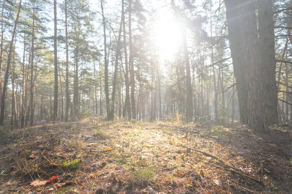 輝く太陽と春の屋外シーンの光の中で森のグレード — ストック写真