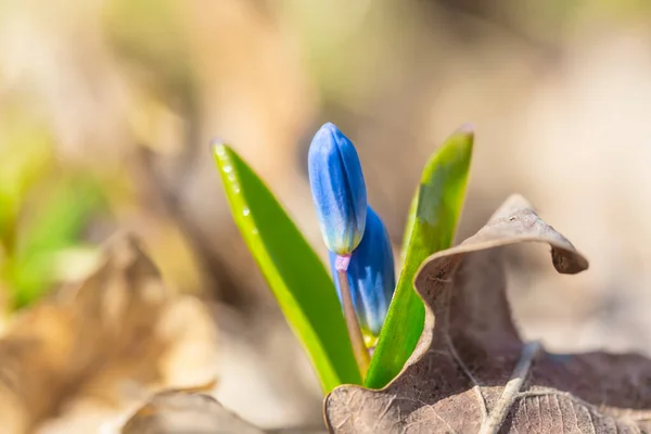 Close Blauwe Sneeuwdruppel Scilla Bloem Een Bos Lente Outdoor Achtergrond — Stockfoto