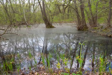 İlkbahar orman manzarasını sular altında bıraktı