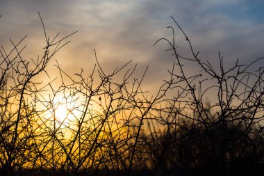 Yakın plan çalılık silueti dramatik bir günbatımı arka planında