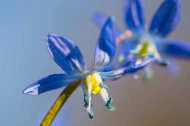 Yakın plan mavi Scilla çiçeği, bahar başı arkaplanı