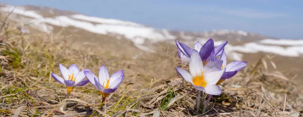 Piękne Fioletowe Kwiaty Krokusa Wiosennej Prerii — Zdjęcie stockowe