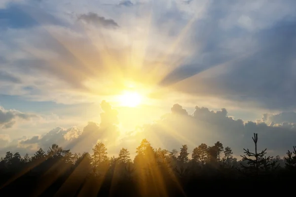 Лісовий Силует Під Густими Кумульськими Хмарами Драматичному Заході Сонця — стокове фото