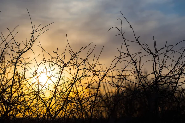 ブッシュの枝のシルエットを劇的な日没の背景に — ストック写真