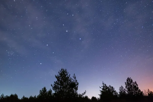 Lesní Silueta Pod Noční Hvězdnou Oblohou Noční Venkovní Scéna — Stock fotografie