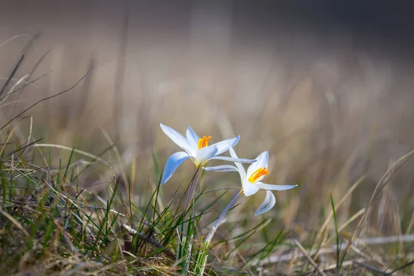 Nahaufnahme Schöne Weiße Krokusblüten Gras Frühlingsszene — Stockfoto